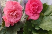 球根海棠种球保存和种植攻略（从保存到种植，让球根海棠绽放美丽）