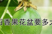 如何正确浇水百香果（掌握百香果浇水技巧，让你轻松养护）