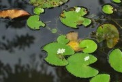 浮萍是被子植物吗？（探究浮萍的分类学）