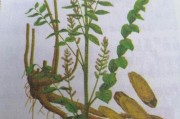 甘草的外观特征和形态特点（了解甘草的外观和形态）