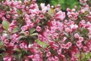 红王子锦带花期是什么时候？（探秘红王子锦带花的生长习性和最佳观赏时期）