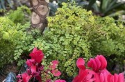 厦门适合种什么花？（探寻厦门花卉市场，了解当地适合种植的花卉品种）