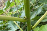 日本紫果几年结果实的种植技巧（从果树选择到养护管理，这1个必须注意）
