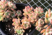 马库斯多肉爆盆的养护技巧（打造多肉花园的绝佳选择，从植株选择到土壤施肥一网打尽）