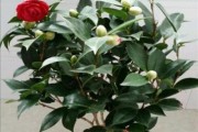 茶花换土的时间和方法（科学更换土壤，让茶花茁壮成长）