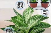 绿公主养护指南（让你的绿公主更旺盛）