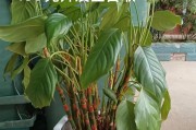如何选购适合兰花的肥料（兰花养护必备，一定要注意的养分选择）