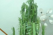 老人的养花之道（老人适合养什么花？）