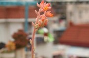 仙人剑的花期之谜（探究仙人剑为何不开花的原因）