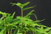 姬翠竹修剪方法详解（如何正确修剪姬翠竹，让它更加健康茂盛）