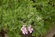 芳草（探寻芳草的真面目）