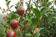 茶子树几年结果实的探究（解析茶子树的种植特点及果实品质）