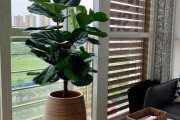 小空间大收获——迷你花盆的花草选择（小花盆也能养出大美景，快来看看如何选择适合你家的迷你植物吧！）