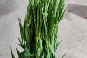 剑兰花的生长和开花周期（探究剑兰花期多久时间以及影响因素）