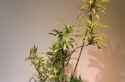 百合竹开花的奇妙之旅（探秘百合竹开花的花期、过程及特点）
