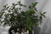 胡椒木适合家里养吗？（探究胡椒木的养殖与风水，了解是否适合在家中种植）