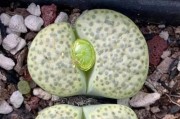 生石花的养护技巧（掌握这些技巧，让你的生石花长得更健康）