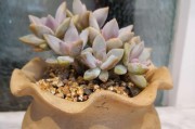 淡雪多肉的养殖方法详解