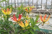 百合花期（花期长度、条件影响和欣赏技巧）