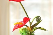 家庭养九转花的全指南（轻松掌握九转花养护技巧，让花草盛放家中）