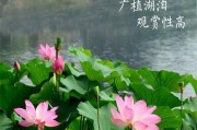 荷花的生长规律特性（探究荷花的生态习性、营养需求和适宜条件）