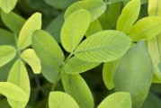花生黄叶病防治之药物治疗（有效药物选择与正确施用方法）