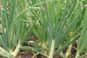 洋葱的种植指南（从时间、种类、土壤到施肥，全面了解种植洋葱的方法）