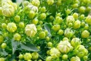 怎样处理丹麦风铃花凋谢问题（丹麦风铃花凋谢解决方法，保持花期延长）