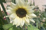 向日葵种植全攻略（适合什么季节种？如何护理？）