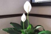 白掌换土换盆，让它焕发新生命（从挑选土壤到更换花盆，全面解读白掌换盆技巧）