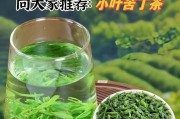 苦丁茶——一种传统中草药茶（苦丁茶的来历、功效、用法及制作方法）
