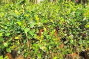 风车茉莉耐寒能力强（从选种、栽培到保养，如何让风车茉莉在寒冷的冬季中安然无恙）