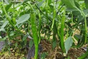 选对肥料，让辣椒大丰收（辣椒种植必备肥料，从土壤到根系无一遗漏）