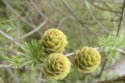 马尾松，不是蕨类植物（揭开马尾松真面目，区别蕨类植物的关键）