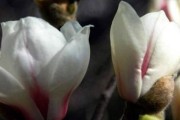 探秘白玉兰的含义（揭开白玉兰花语的神秘面纱）