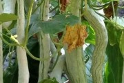 蛇豆种植指南（掌握种植时间与方法，丰收大丰收）