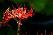 在家中种植彼岸花的方法与技巧（打造居家花园，享受彼岸花的美妙）