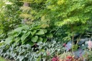 寒冬不败，这些花卉零下10度冻不死！（从梅花到百合，它们都是“冰雪聪明”的佼佼者）
