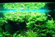 绿菊水草养殖技术详解（打造美丽水草缸的秘诀）