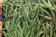 豆角的生长过程（一览豆角从萌芽到收获的全过程）