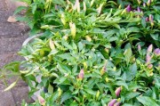 瑞香适合放室外养吗？（挑选合适的环境让瑞香茁壮成长）