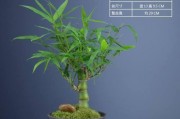 佛肚竹在卧室的放置与毒性分析（美化卧室环境的同时保护身体健康）