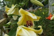 百合花盛开季节（探寻百合花的美丽秘密）