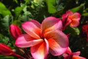 鸡蛋花养殖全攻略（打造美丽的庭院花园，从鸡蛋花养殖开始）