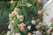 夏洛特夫人花期全解析（探秘英国最美的花园之一——夏洛特夫人的花期变化）