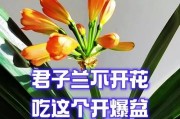 如何处理以君子兰爆盆问题？（解决君子兰爆盆问题的实用方法）