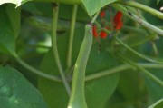 菜豆的种植与收获（介绍菜豆的产地、生长环境、生长过程及收获要点）