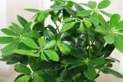 如何科学浇水鹅掌木？