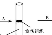 胡萝卜繁殖指南（从种子到收成，轻松掌握胡萝卜繁殖方法）