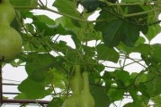 葫芦生长的适宜温度（探究葫芦最佳生长温度范围）